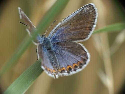 Plebejus argyrognomon
